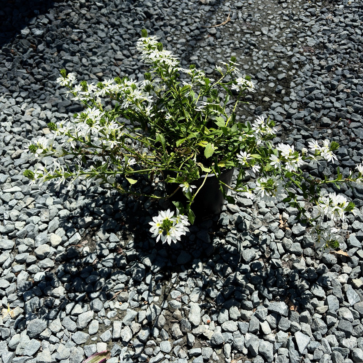 Small potted White Fan Flower plant with white flowers on a gravel surface