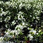 Bush with White Fan Flower and green leaves on a natural background