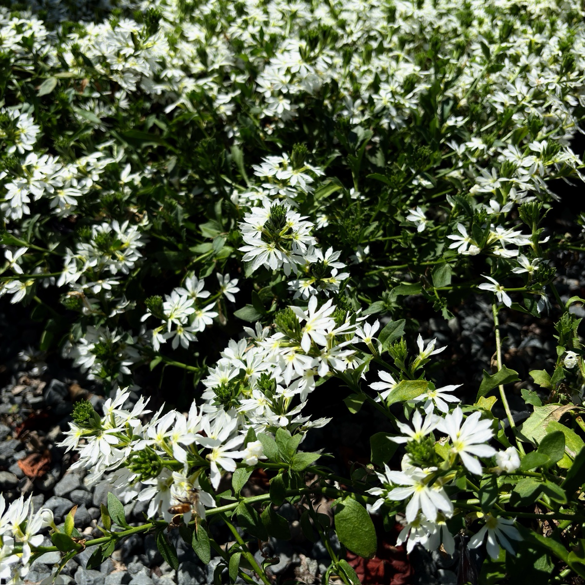 Bush with White Fan Flower and green leaves on a natural background