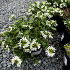 Potted plant with White Fan Flower on a gravel surface