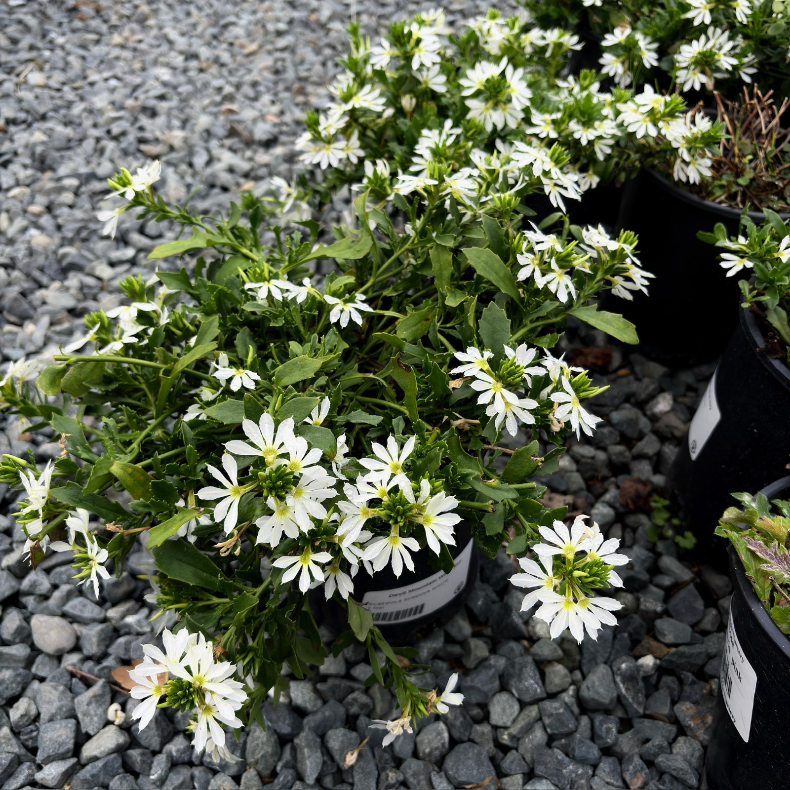 Potted plant with White Fan Flower on a gravel surface
