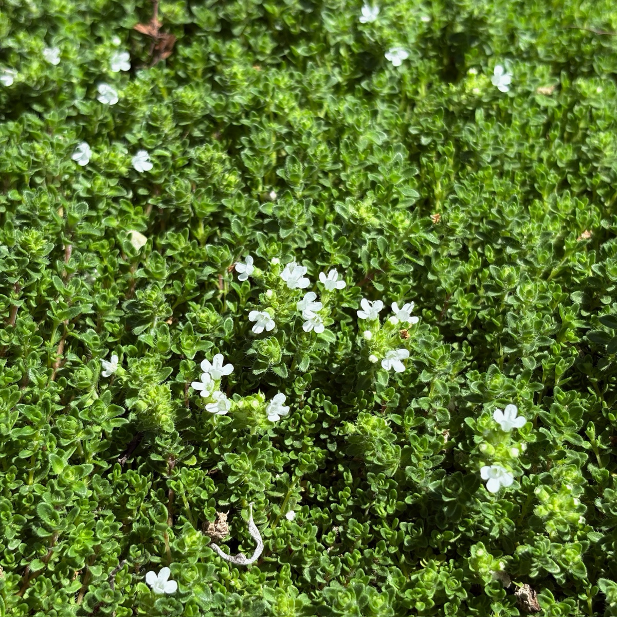 Close-up of small white flowers amidst green foliage White Flowering Creeping Thyme