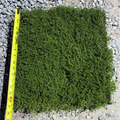 Square patch of White Flowering Creeping Thyme with a measuring tape on a gravel background