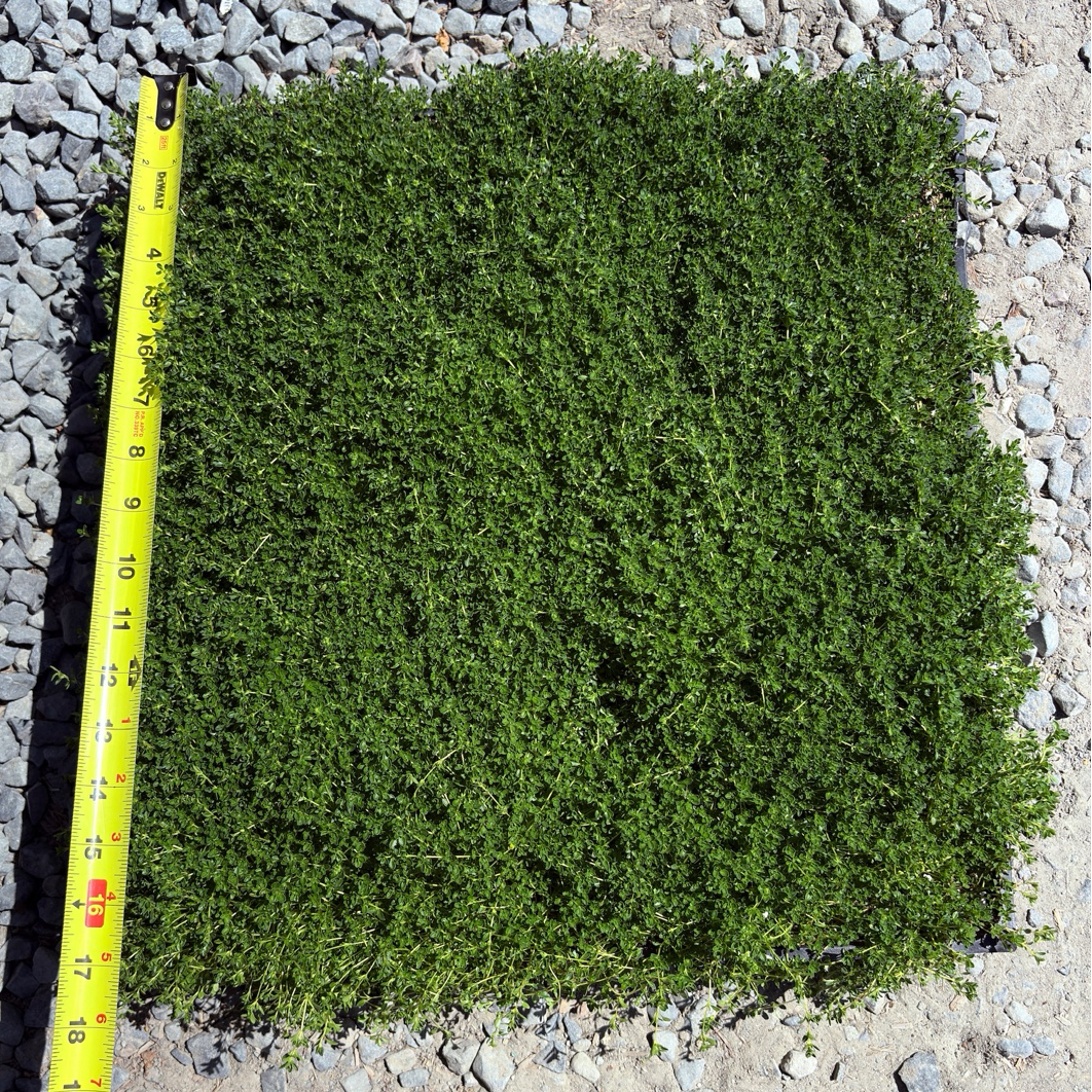 Square patch of White Flowering Creeping Thyme with a measuring tape on a gravel background