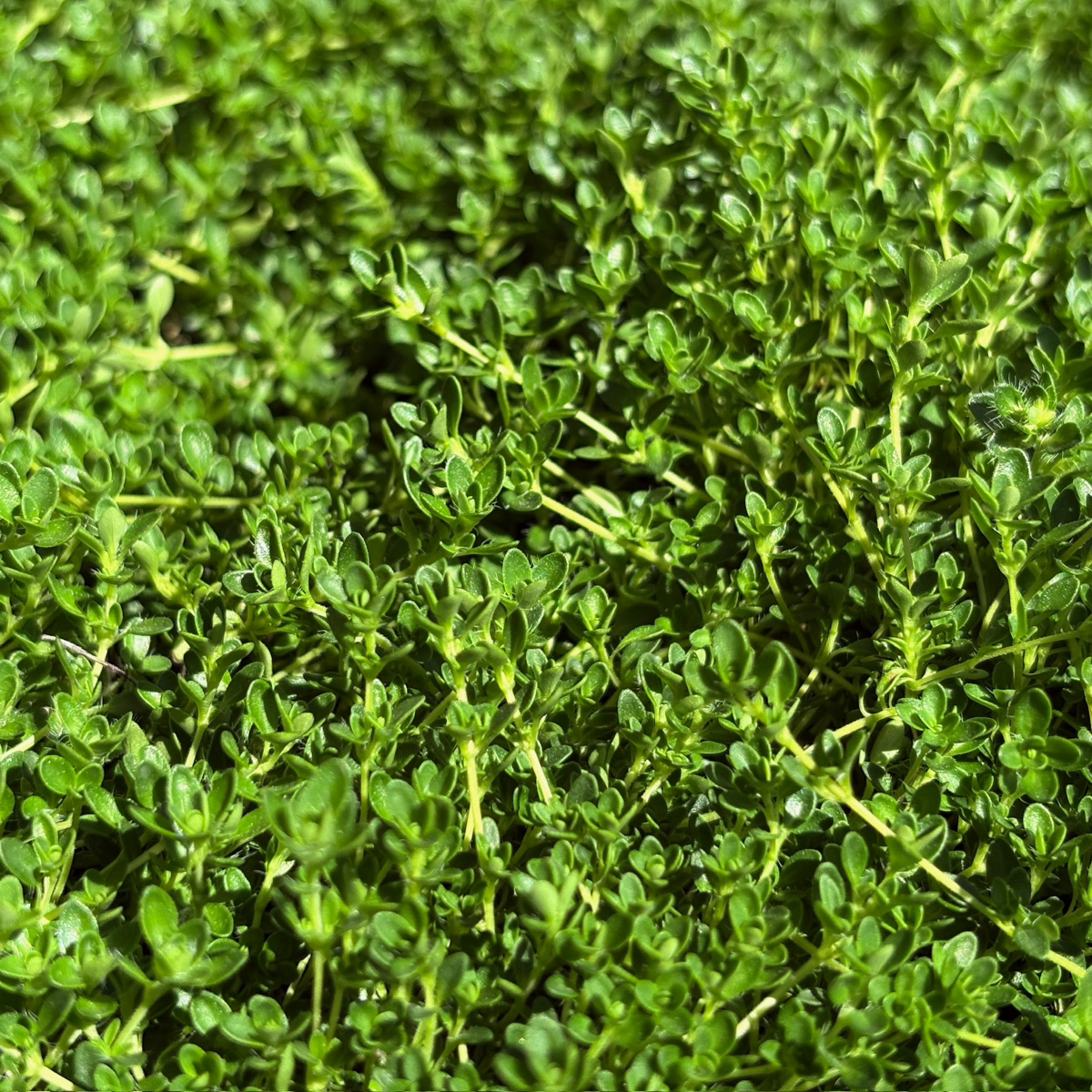 Close-up of a green leafy White Flowering Creeping Thyme