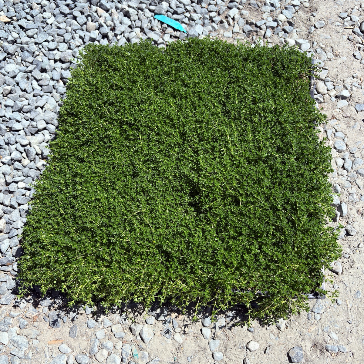 Square piece of White Flowering Creeping Thyme on a gravel surface