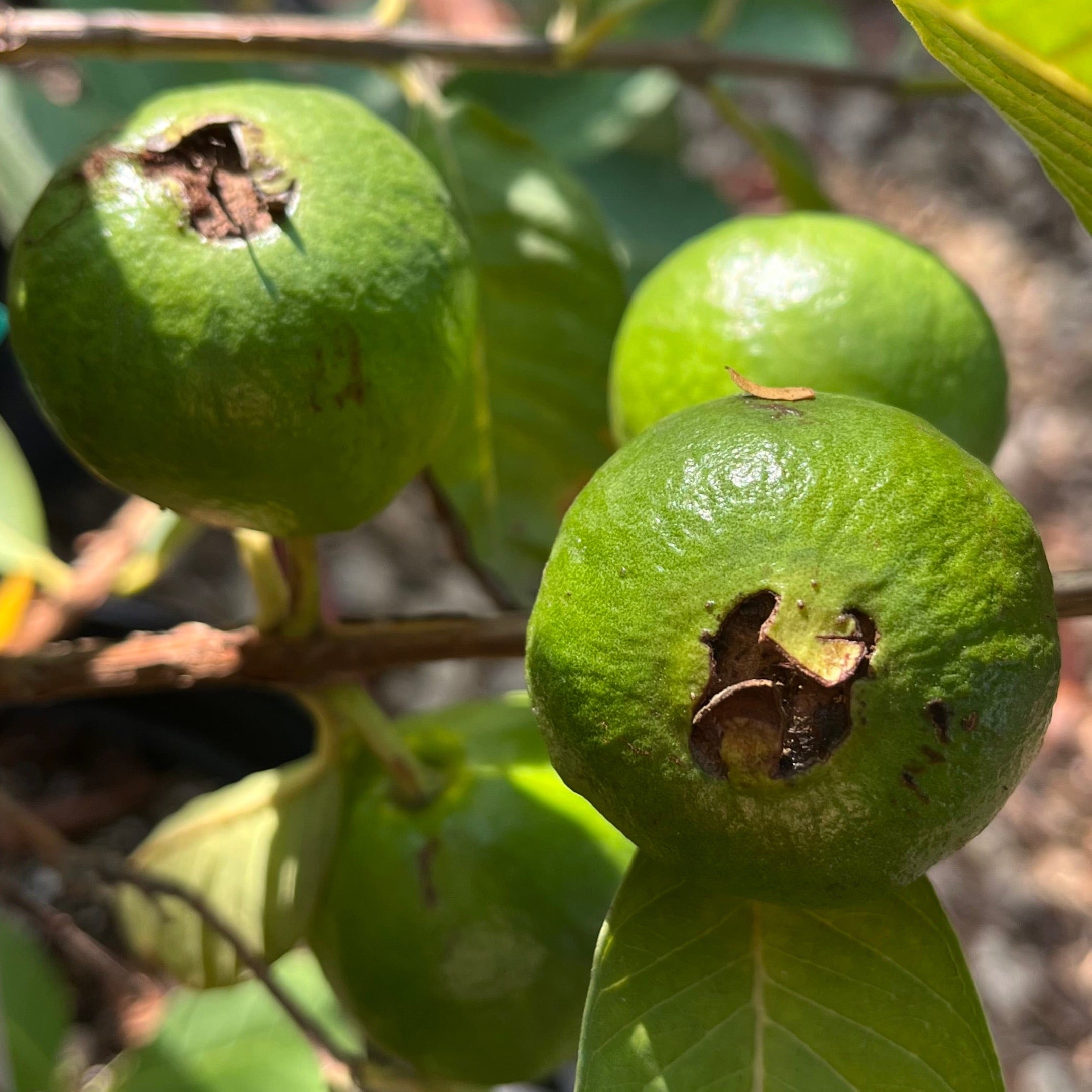 White Guava