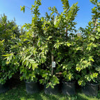 White Guava