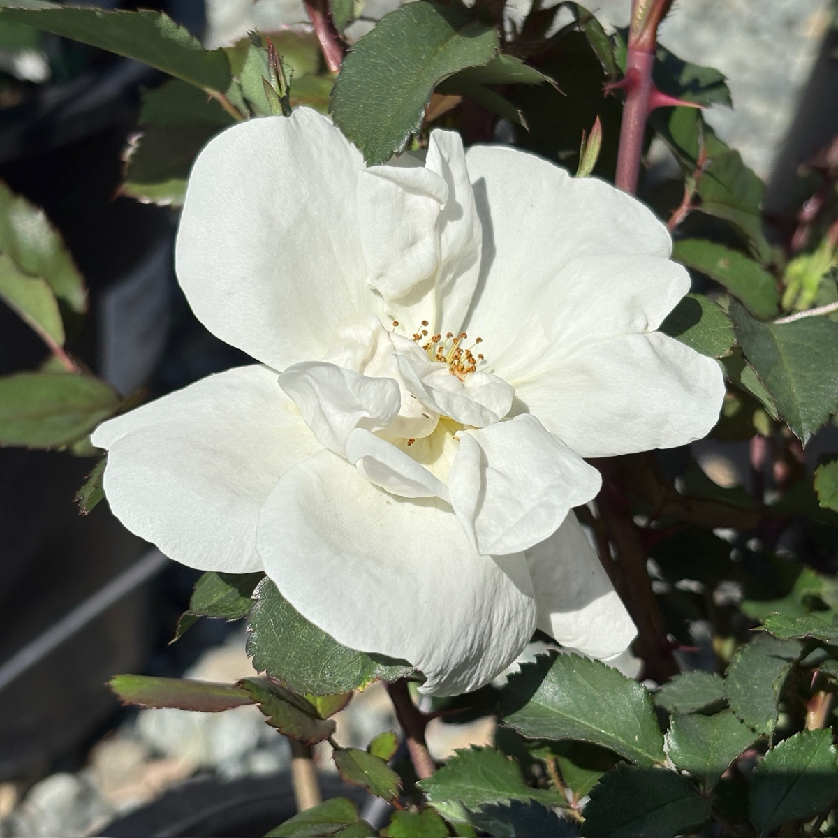White Knock Out Rose