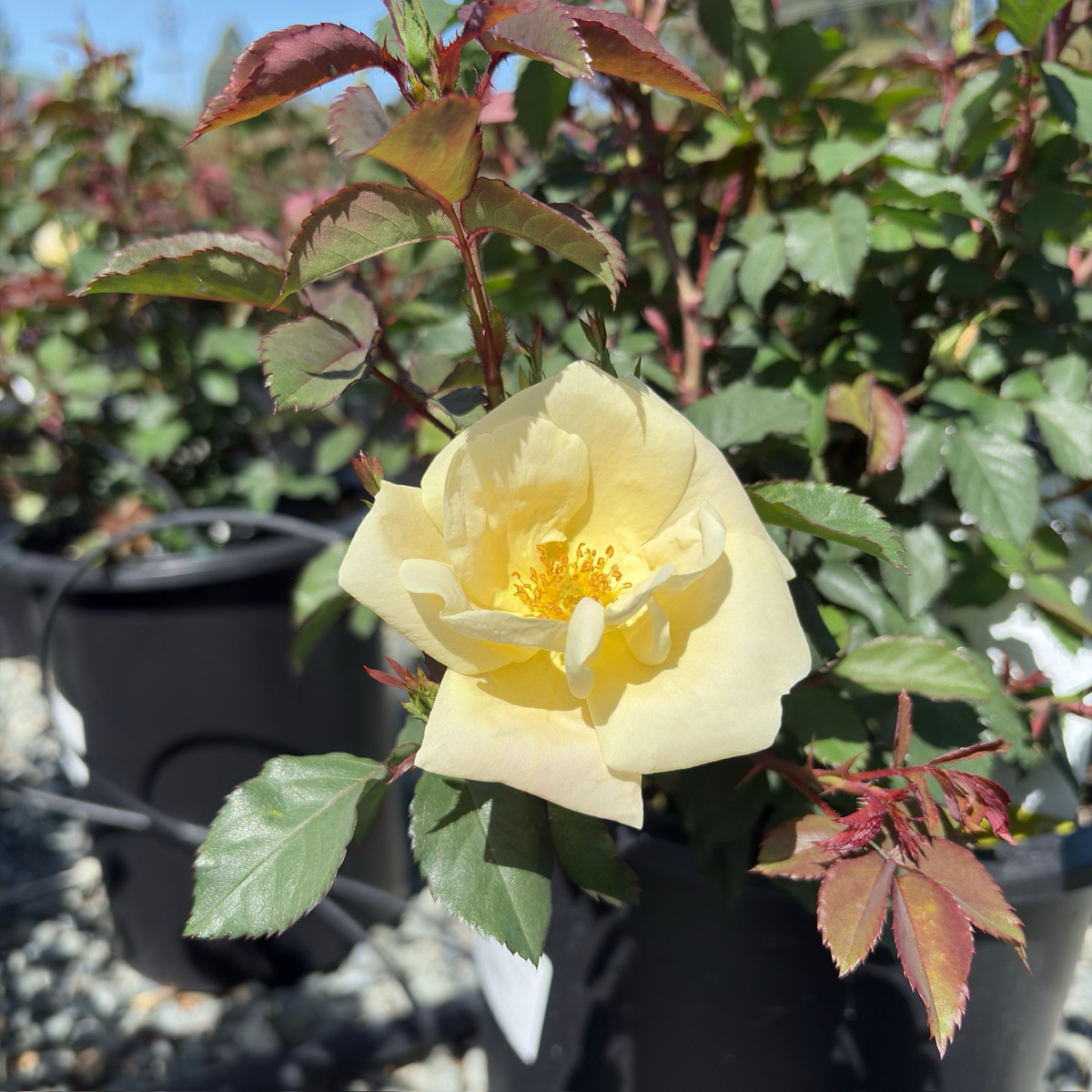 White Knock Out Rose