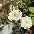 White Lady Banks Climbing Rose