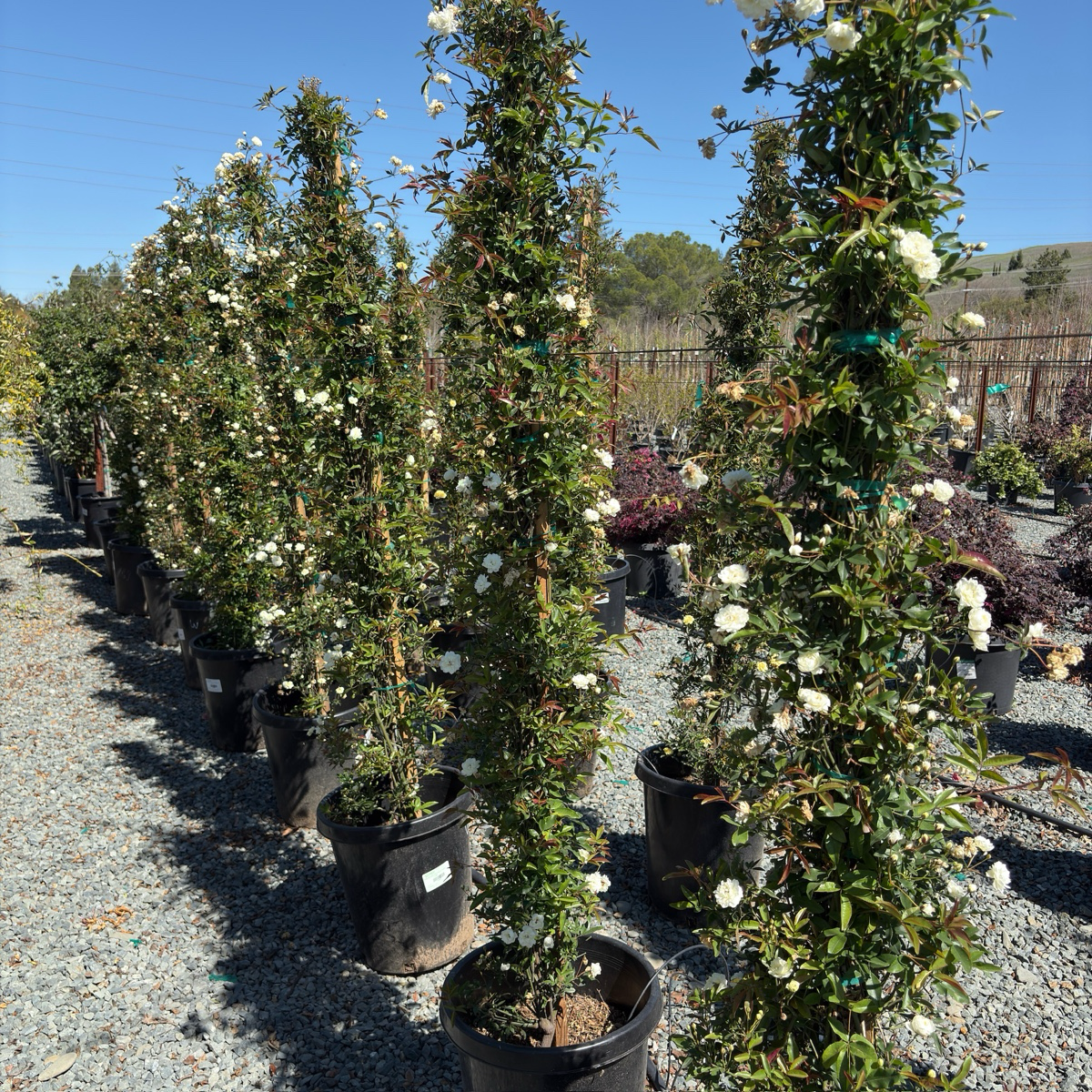 White Lady Banks Climbing Rose