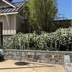 White Lady Banks Climbing Rose