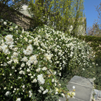 White Lady Banks Climbing Rose