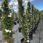 White Lady Banks Climbing Rose