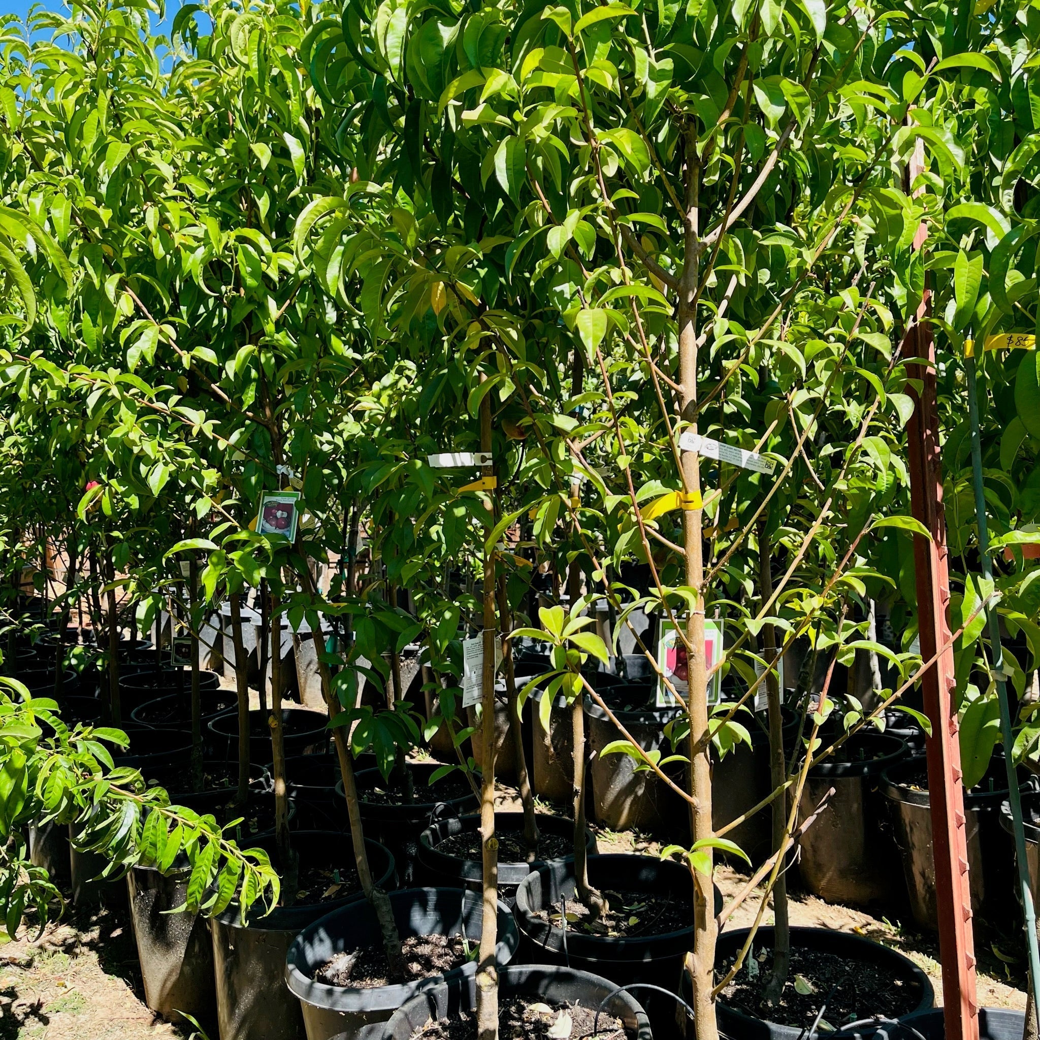 White Lady White Peach