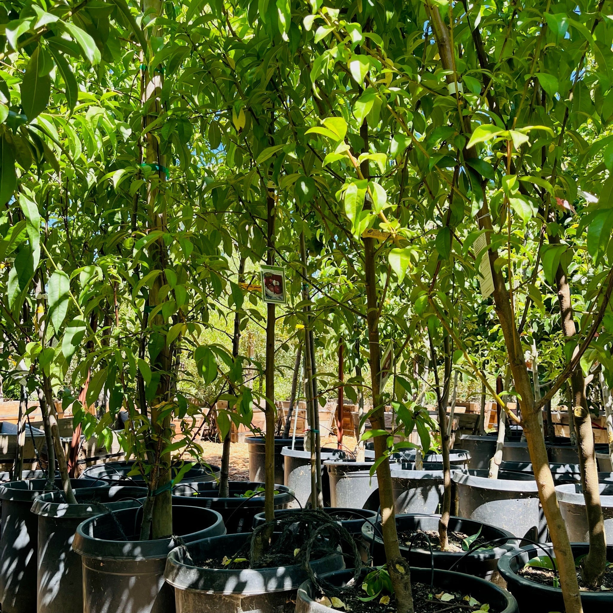 White Lady White Peach