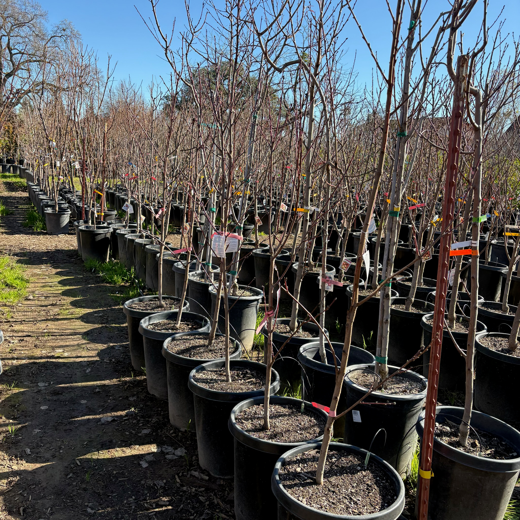 White Lady White Peach