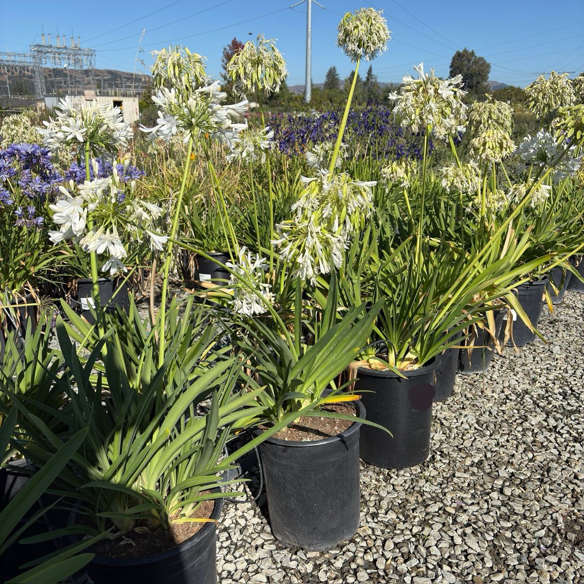 White Lily of the Nile