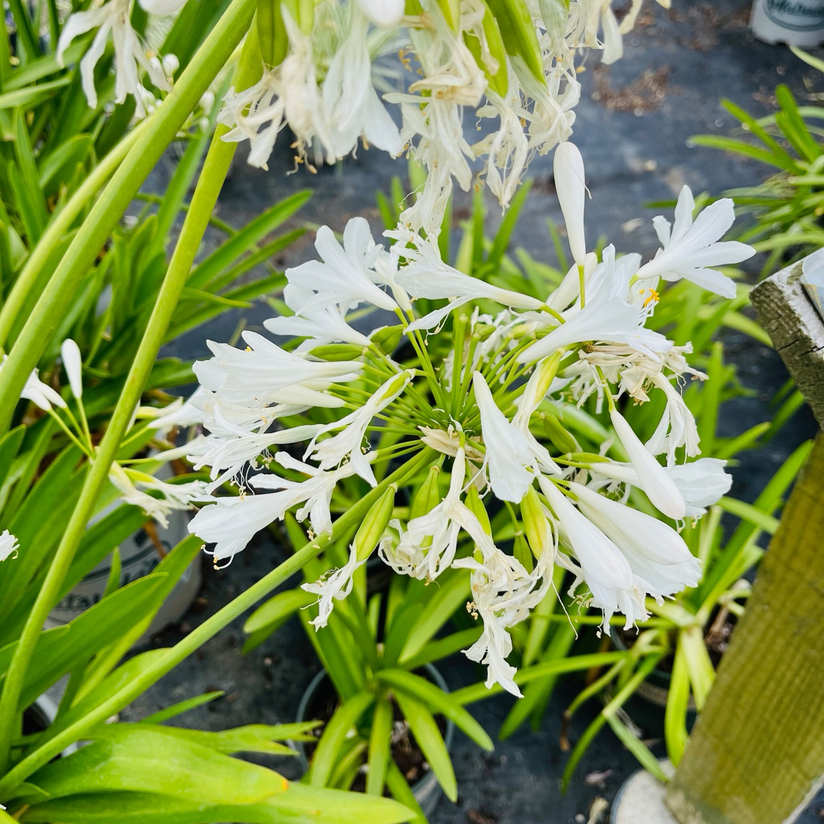 lilys in white plains White Lily of the Nile
