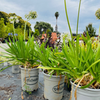 White Lily of the Nile