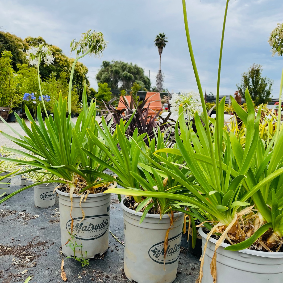 White Lily of the Nile