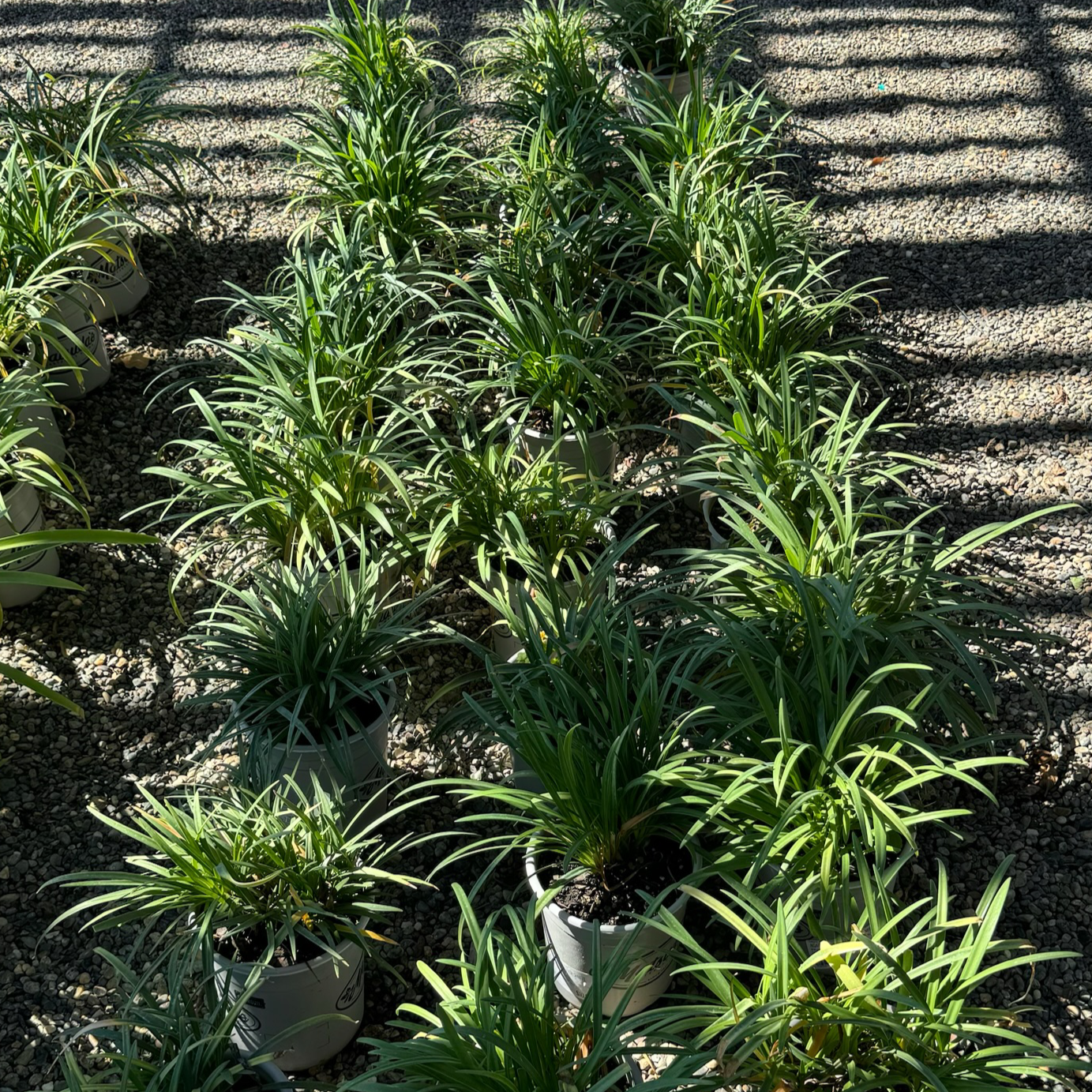 White Lily of the Nile