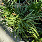 White Lily of the Nile