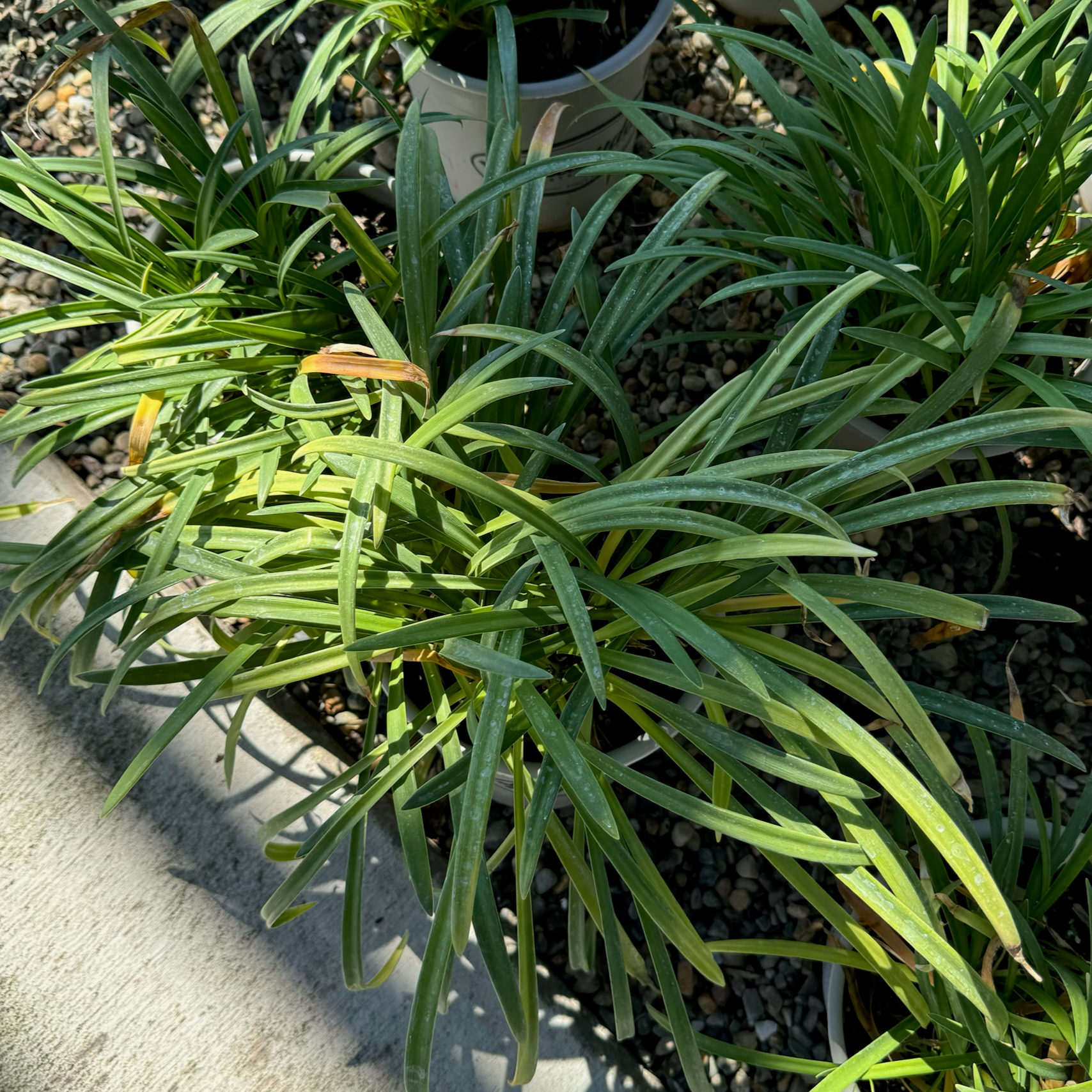 White Lily of the Nile