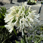 White Lily of the Nile