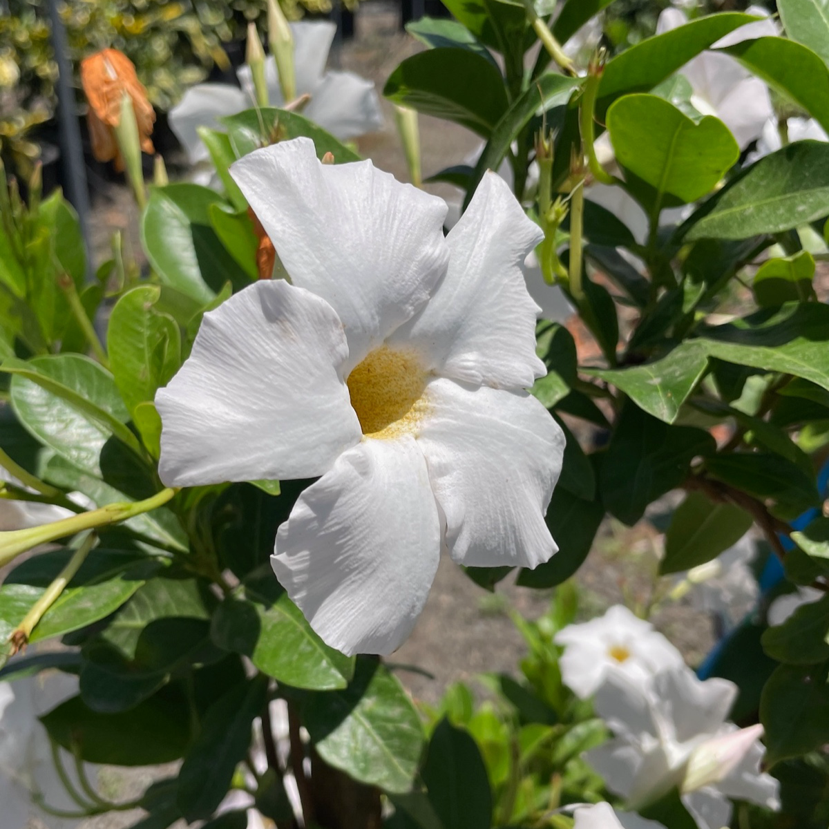 ま*す様 MURRAL Inflate blooming top ホワイト 1サ Sun Parasol White Mandevilla | Pure White Large Flowering Vine