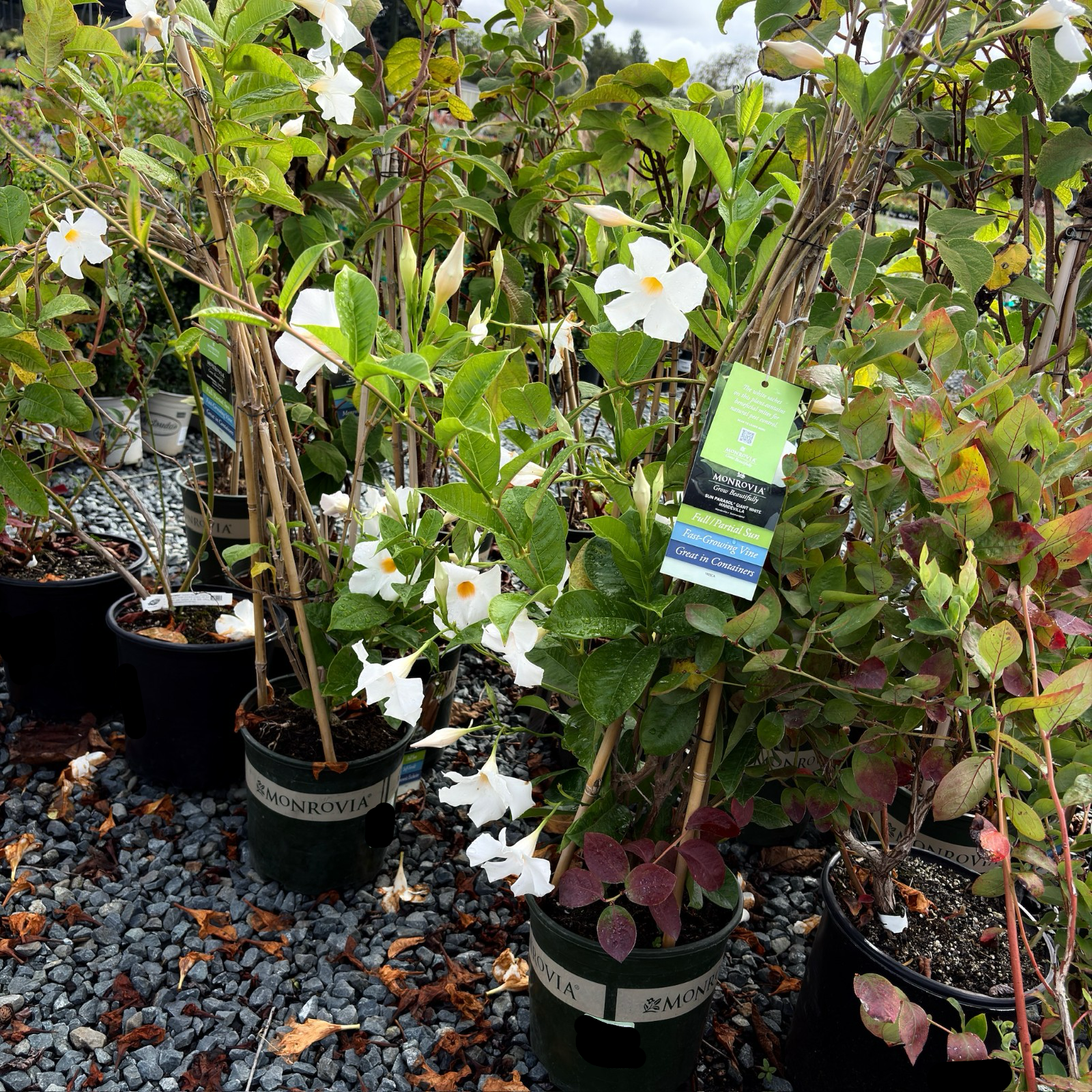 White Mandevilla