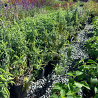 White Mischief Mexican Bush Sage