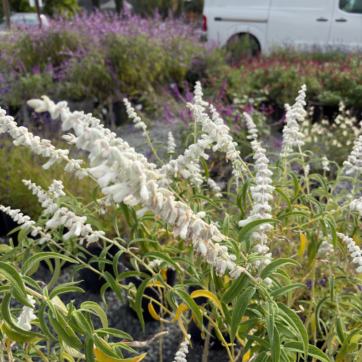 White Mischief Mexican Bush Sage