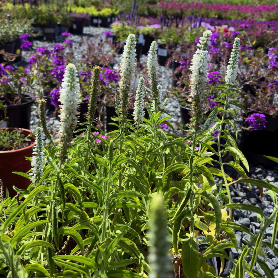 White  Moody Blues® Speedwell