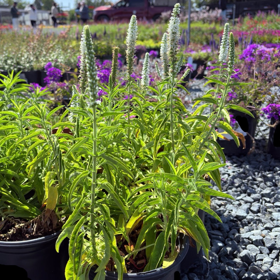 White  Moody Blues® Speedwell