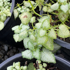 White Nancy Dead Nettle