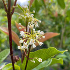 White flowers on a White Osmanthus with green leaves