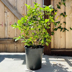 Potted 5# White Osmanthus in front of a wooden fence
