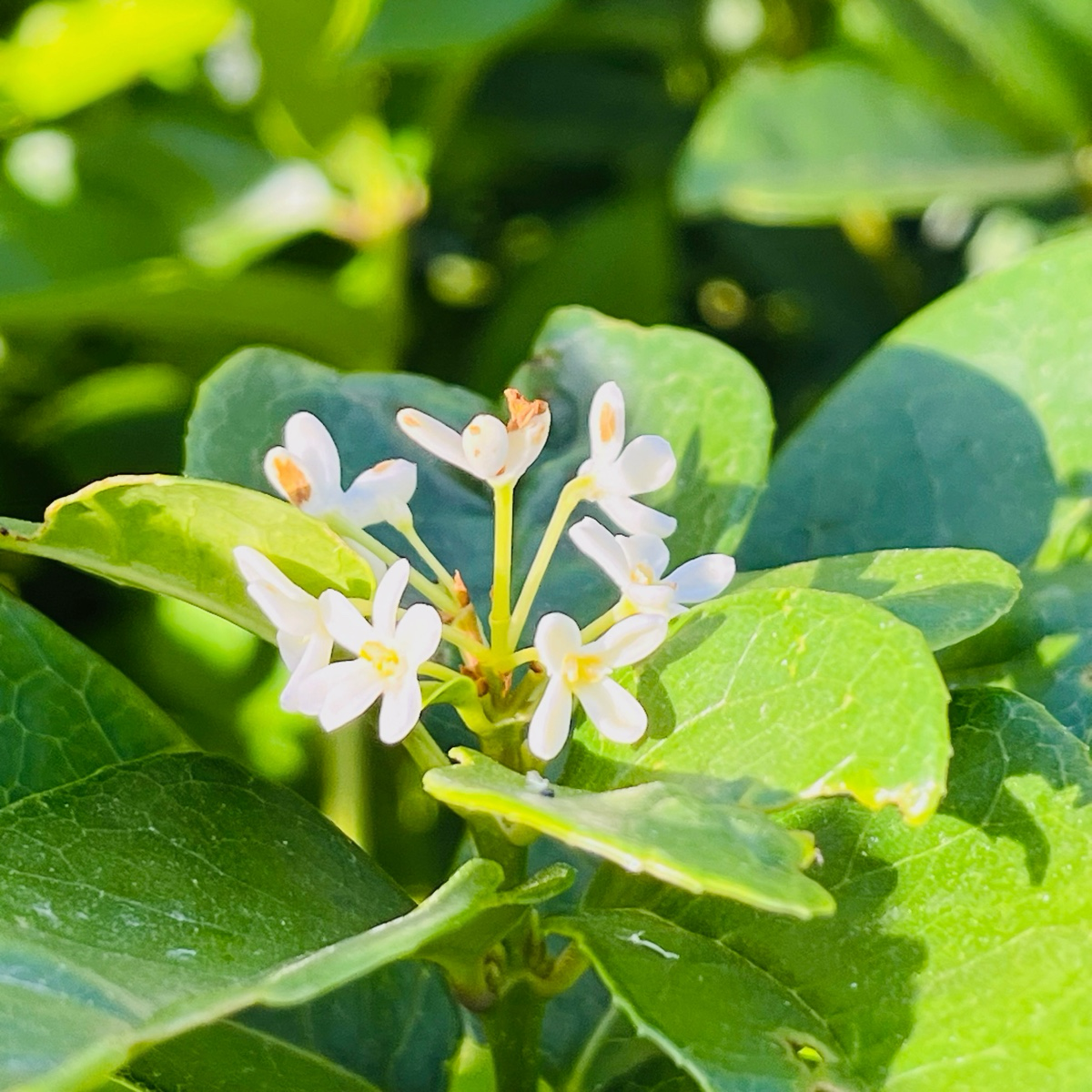 Close-up of White Osmanthus flowers with green leaves on a blurred green background