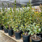 Row of 5 gallon potted White Osmanthus shrubs in the victory nursery