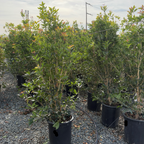 Potted White Osmanthus plants in the victory nursery setting with a gravel ground and trees in the background.