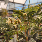 White Osmanthus with green leaves and small white flowers in a greenhouse setting