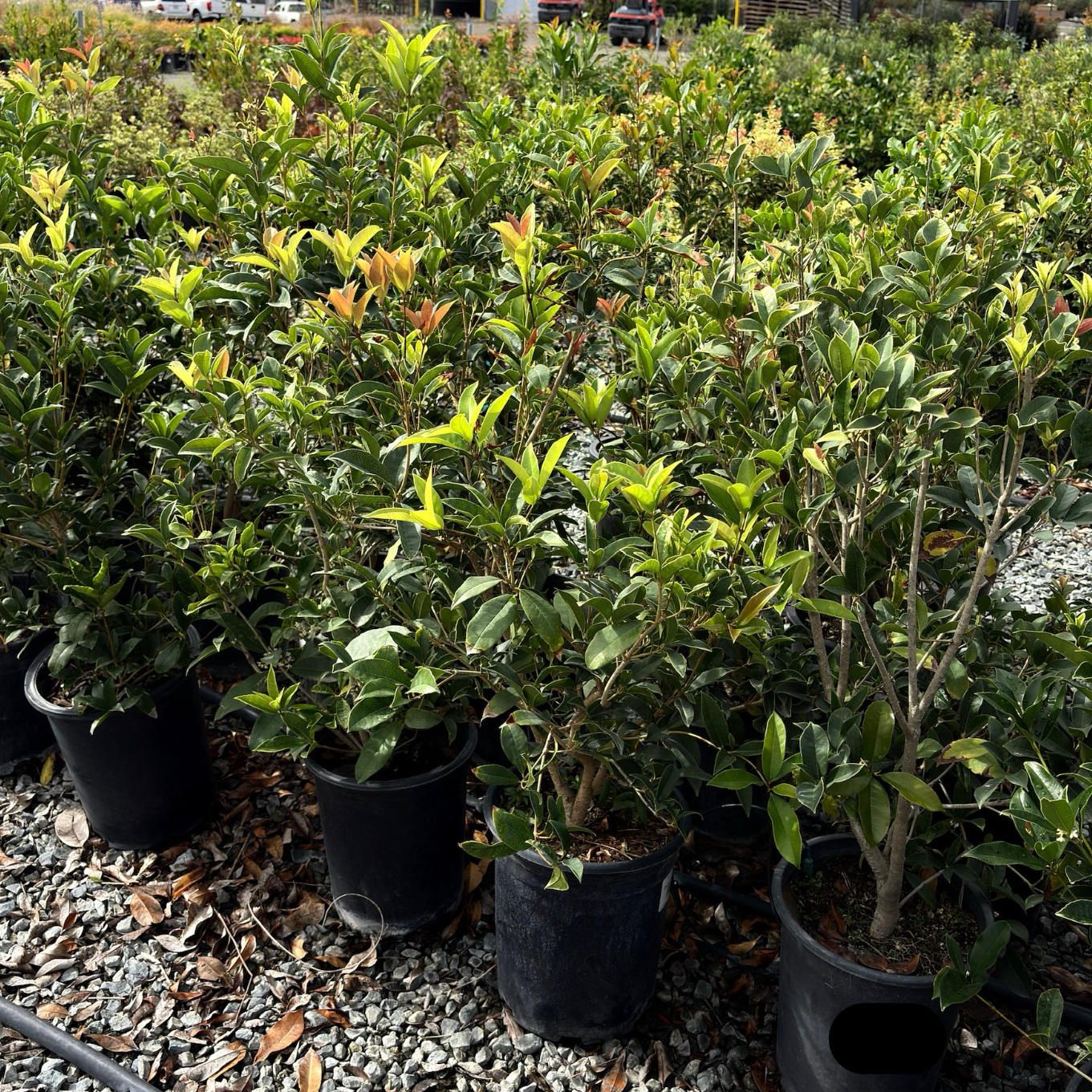 Row of potted White Osmanthus in a garden setting