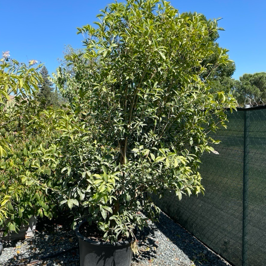 Large White Osmanthus in a 20 gallon  pot against a blue sky with trees in the victory nursery
