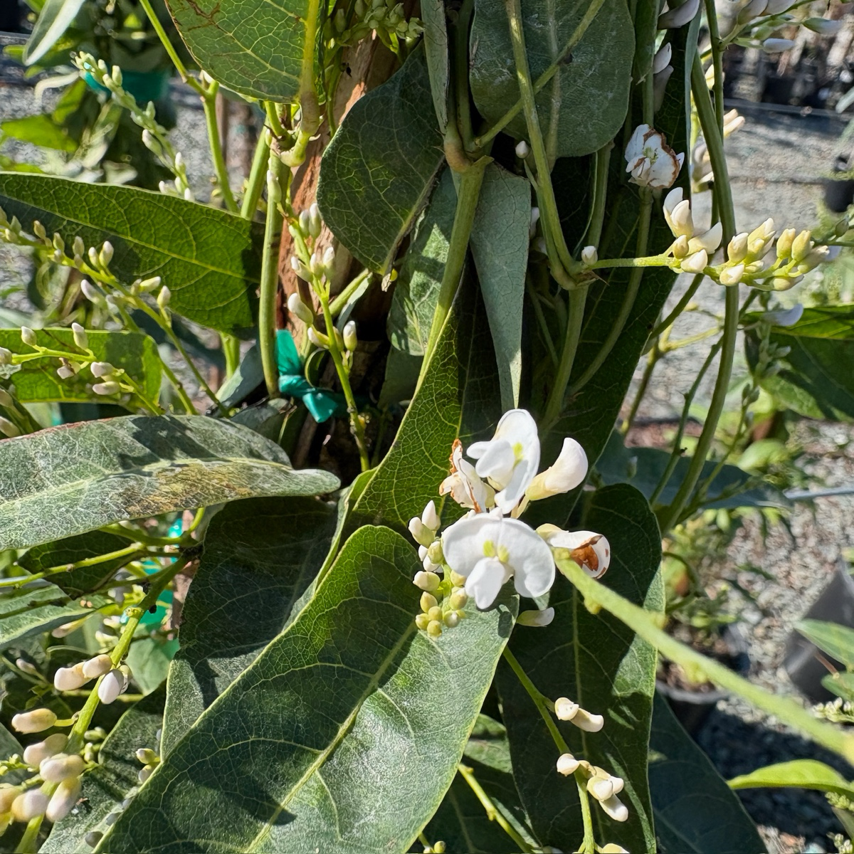 White Out Lilac Vine