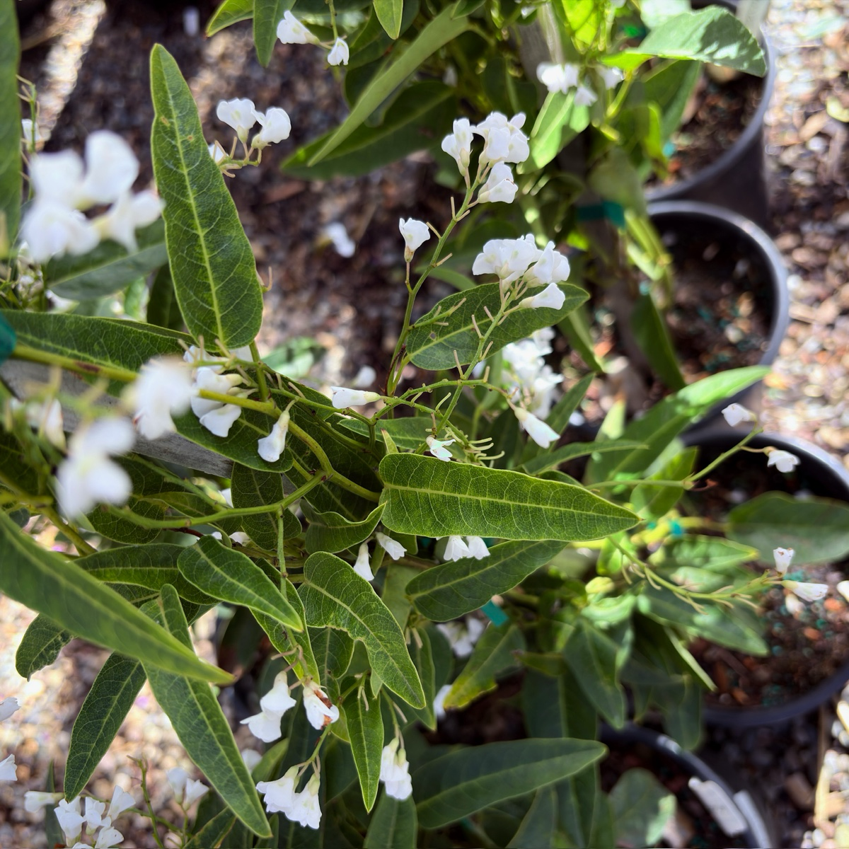 White Out Lilac Vine