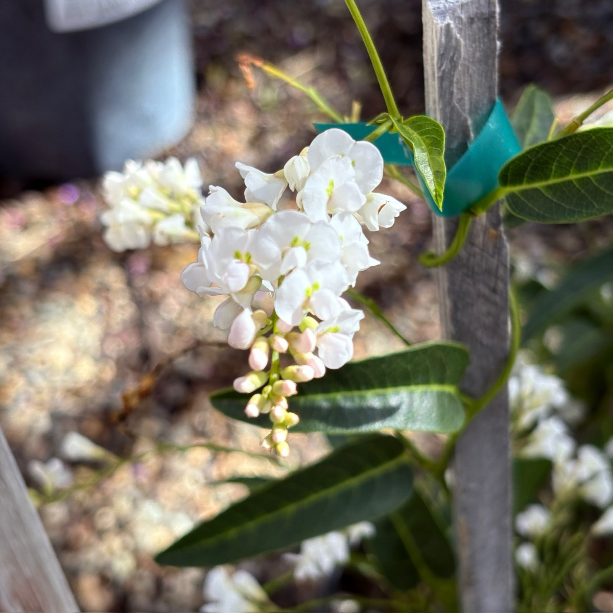 White Out Lilac Vine