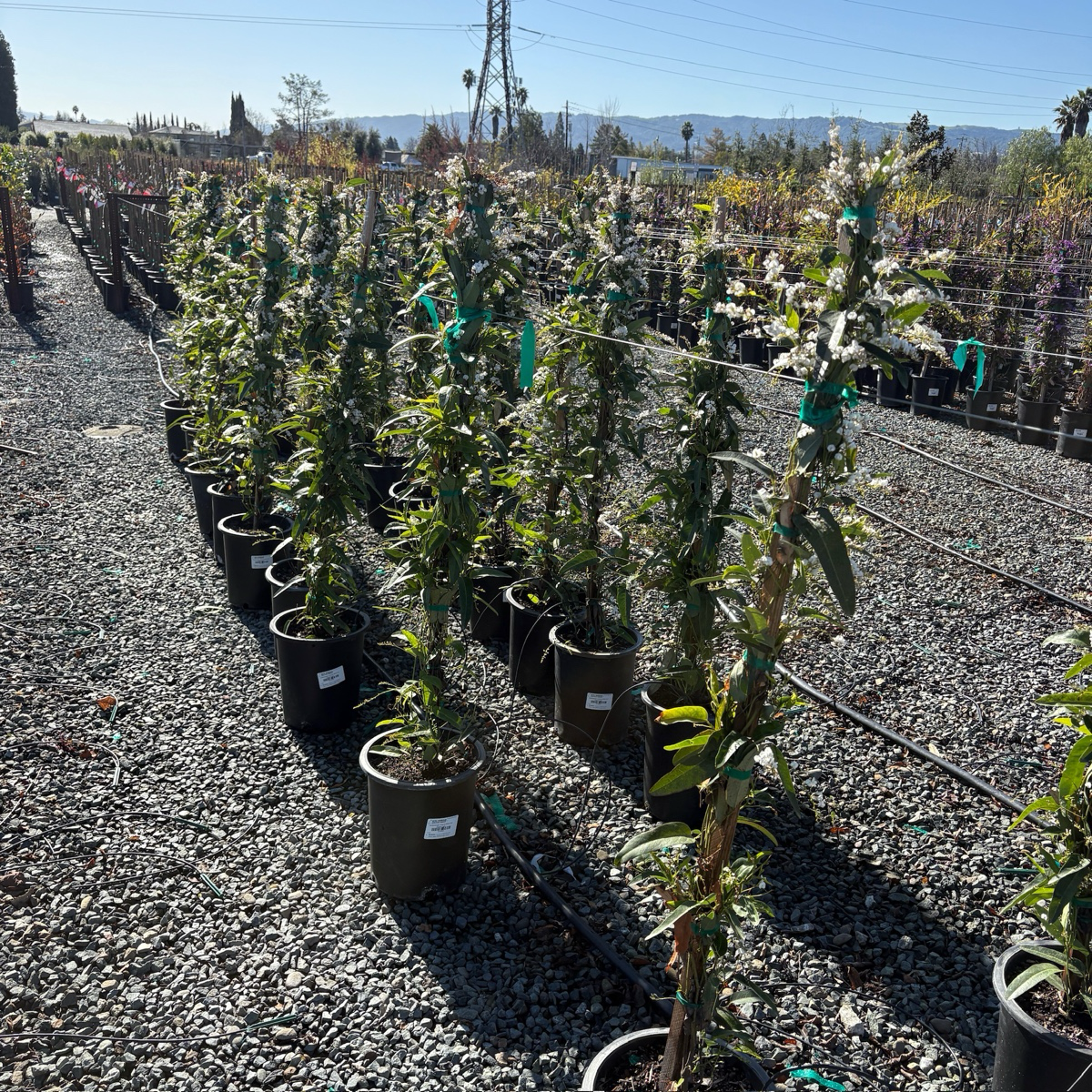 White Out Lilac Vine