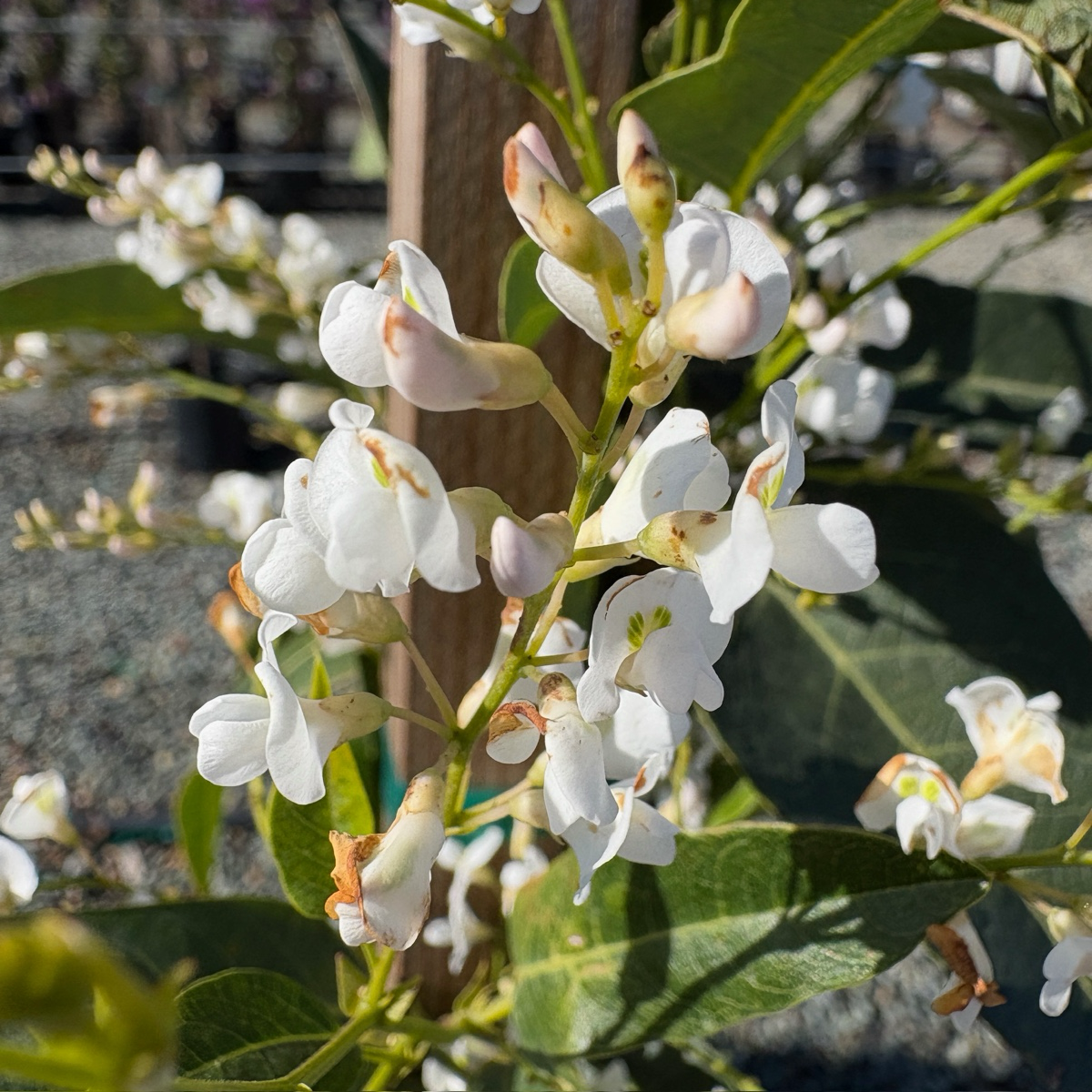White Out Lilac Vine